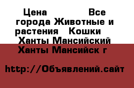 Zolton › Цена ­ 30 000 - Все города Животные и растения » Кошки   . Ханты-Мансийский,Ханты-Мансийск г.